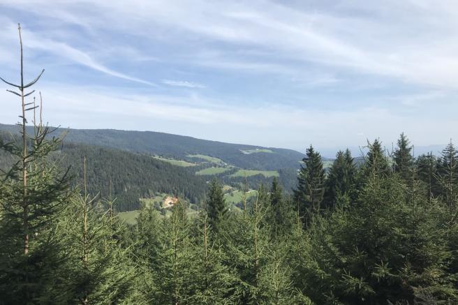 Pohorje Regional Park forests